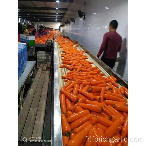 Récolte de carottes fraîches 2019 de bonne qualité